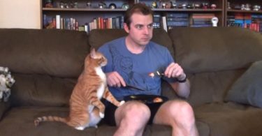 Eating With Kitties Around Is A Real Struggle. Hilarious Moments !