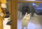 Kitty In Shelter Noticed Her Favorite Human. Her Reaction Is Heartwarming !