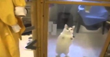 Kitty In Shelter Noticed Her Favorite Human. Her Reaction Is Heartwarming !