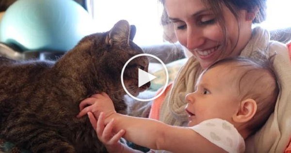 Cute Baby Petting Kitties For The First Time. Cute Video !