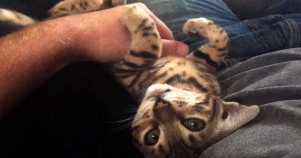 4-Month-Old Bengal Kitten Has The Cutest Conversation With Its Owner
