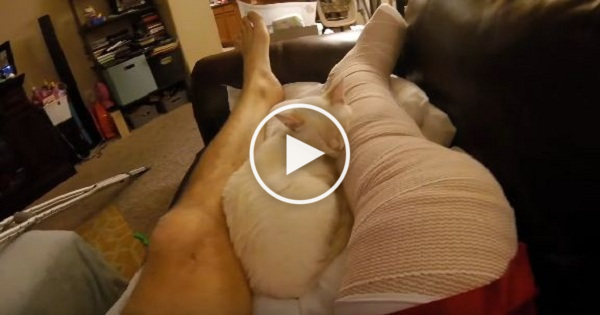 Rescued Cat Caring For His Owner Who Broke His Leg