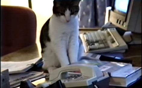 This Cat Answers  Phone Call. Unbelievable Video !