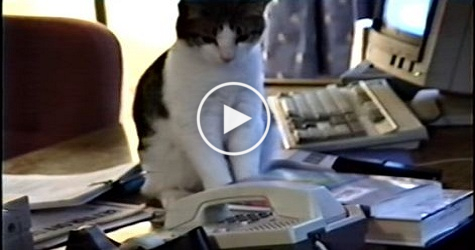 This Cat Answers Phone Call. Unbelievable Video !