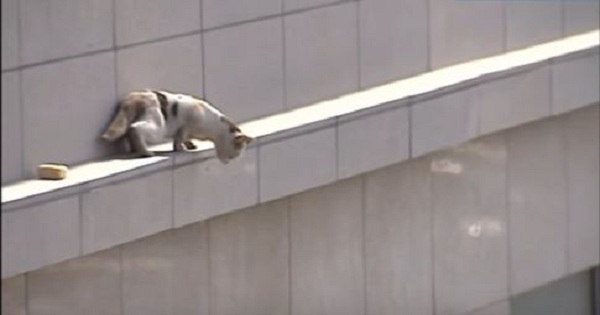 Cat Stuck on Ledge Dramatically Jumped From Third Floor 