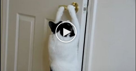 Cat Opens Door By Itself ! Smartest Cat EVER !
