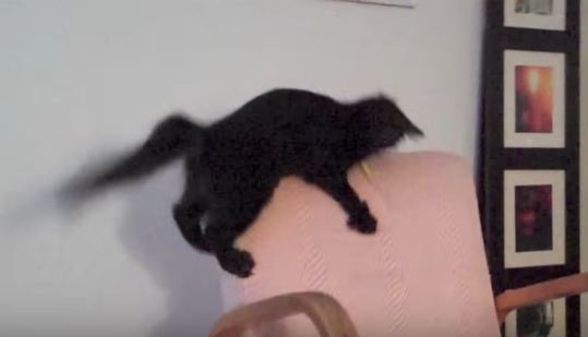 Kitty Panics When She Loses Her Favorite Toy. Incredible Video !