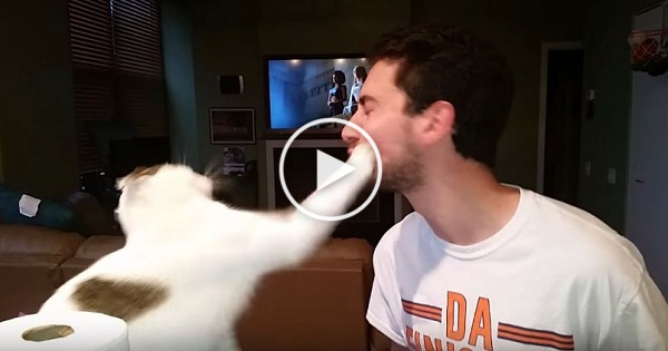 Kitty Refuses Kisses And Slaps Her Owner. Hilarious Video !