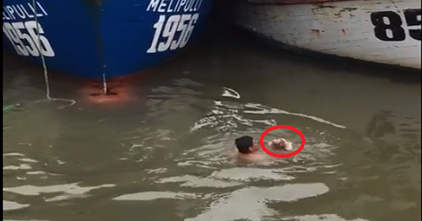 Heroic Rescue Of The Drowning Kitten. Action Caught On Camera !