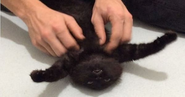 Black Kitten Can`t Hide Happiness When His Belly Is Scratched. Cutest Video Ever !