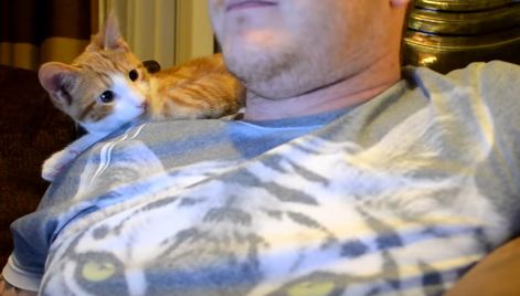 This Cute Kitty Really Likes Human. Heartwarming Video !