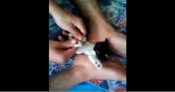 This Guy Gave Massage to Kitten`s Paralyzed Legs...Then Miracle Happens