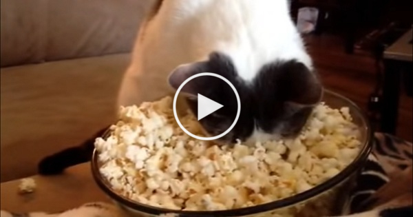 Cat Warms Her Face In Popcorn. Hilarious Video !