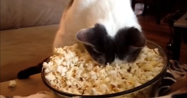 Cat Warms Her Face In Popcorn.  Hilarious Video !