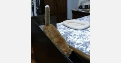 Human Build Special Ramp For His 20 Year Old Cat So She Can Still Climb On Bed