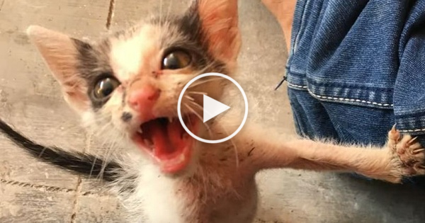 Kind People Rescued a Very Scared Abandoned Kitten. Amazing Transformation !