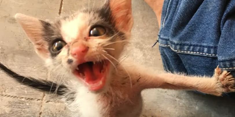 Kind People Rescued a Very Scared Abandoned Kitten. Amazing Transformation !