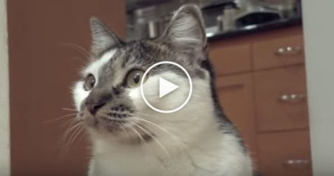 This Smart Kitty Saying " I Don`t Know " . Unbelievable Video !