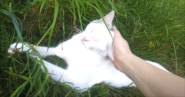 Stray Kitty Being Petted For The Very First Time. She Enjoyed It Immediately !