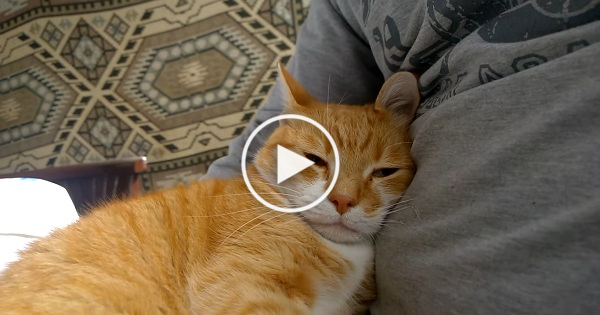 11 Sure Signs Your Kitty is Happy