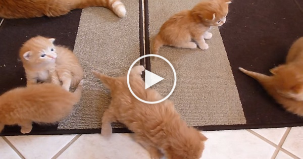 6 Tiny Kittens Learning To Walk For The First Time