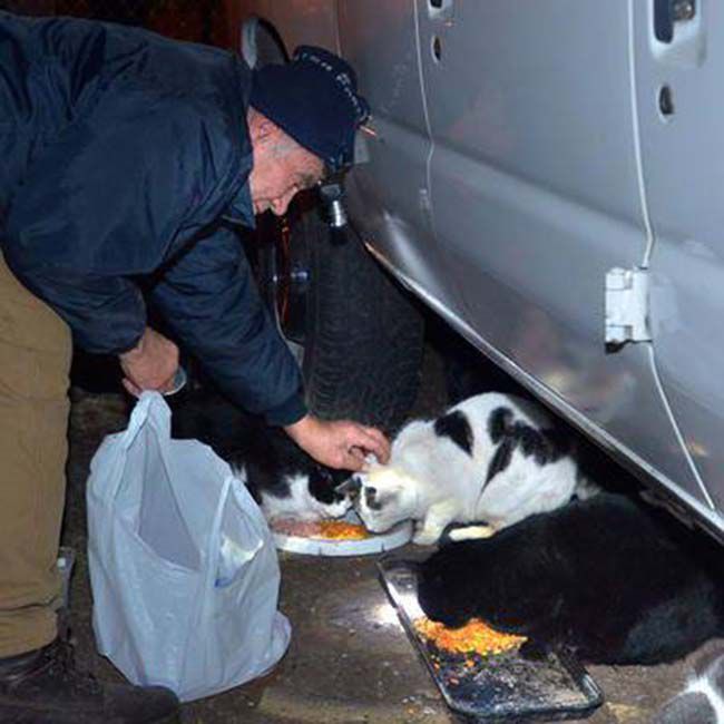 76-Year-Old Man Who Is Collecting Scrap Metal Is Feeding Stray Cats Everyday 