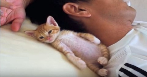Cute Ginger Kitty Wants To Sleep With His Human. Cuteness Overloaded.