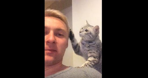 Affectionate Cat Saying He Is Sorry In The Cutest Way Ever