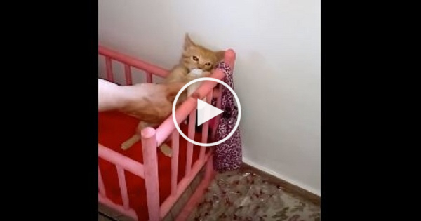 Little Kitten Runs To Her Bed, Patiently Waiting For Her Mom To Warm Up The Milk