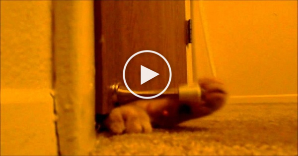 This Kitty Is Waking Up His Owners Every Morning at 5:00 With This Trick