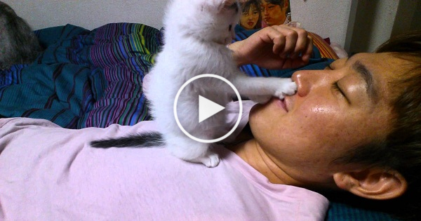 Tiny Kitten Enjoys Playing With His Human Daddy