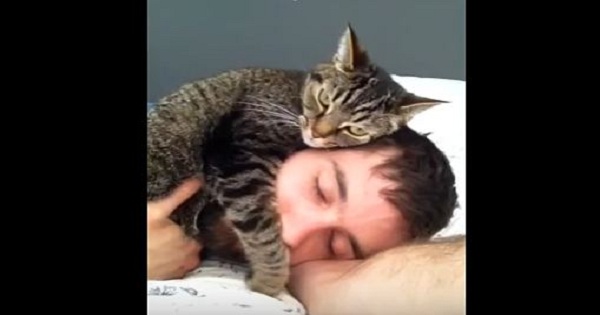 Cat Feels Very Comfortable Relaxing On Her Human`s Head. 