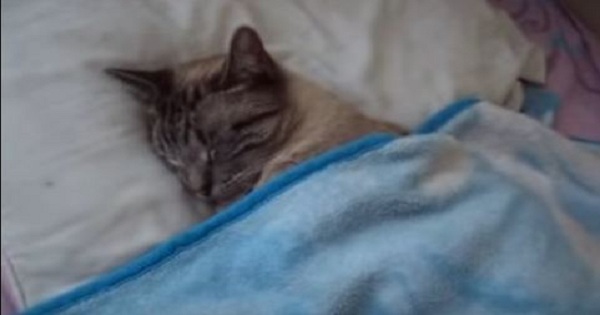 Man Came From Work And Found His Cat Sleeping In Bed Like a Real Human