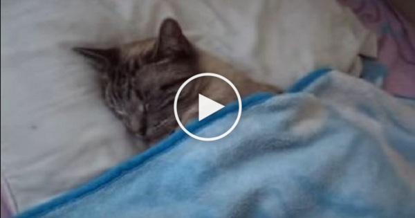 Man Came From Work And Found His Cat Sleeping In Bed Like a Real Human