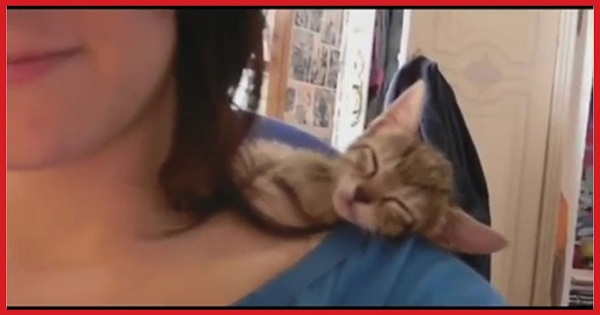 Cats Love Sleeping in Weird Places. Hilarious Compilation !