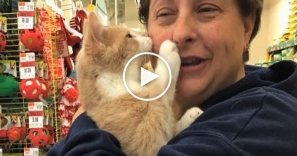 Rescued Cat Can`t Stop Cuddling Her Human After Being Adopted