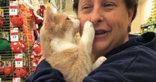 Rescued Cat Can`t Stop Cuddling Her Human After Being Adopted 