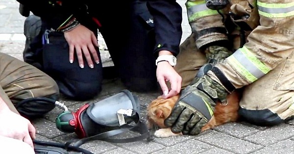 Firefighters Rescued a Cat from Burning Building With Oxygen Mask