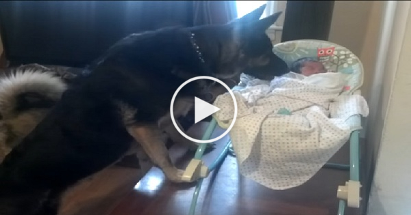 German Shepherd Protecting a Newborn Baby. Incredible Video !