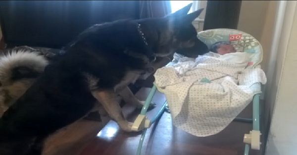 German Shepherd Protecting a Newborn Baby. Incredible Video !