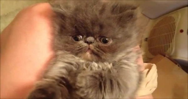 Himalayan Kitten Can`t Stay Awake To Play With Her Human. Cute Video .