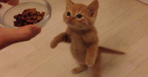 Kitten Doesn`t Want To Be Disturbed While Eating