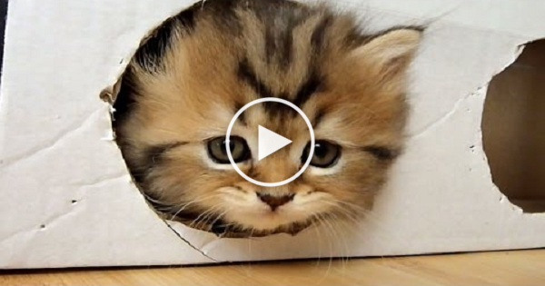 Kittens Playing With Box. This Is Probably The Cutest Kitten`s Video Ever !