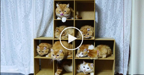 5 Star Kitten Hotel Will Keep Your Kitties Busy All Day