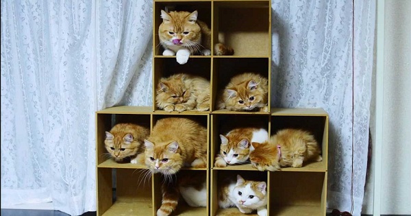 5 Star Kitten Hotel Will Keep Your Kitties Busy All Day