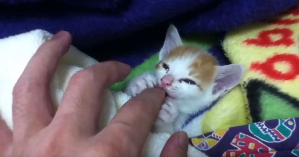Tiny Cute Kitten Purring While Preparing For Napping