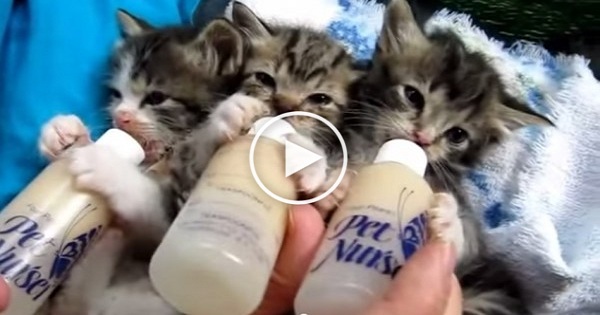 3 Little Kittens Drinking Milk From Bottle. Cutest Video Ever !