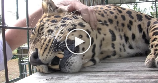 Giant Rescue Leopard Has The Loudest Purring While Being Petted By His Rescuer