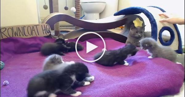 Rescued Mom Cat Teaches Her 7 Little Kittens How To Play