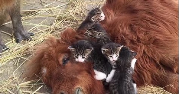 Little Kittens Playing With Their Best Friend - Pony .
